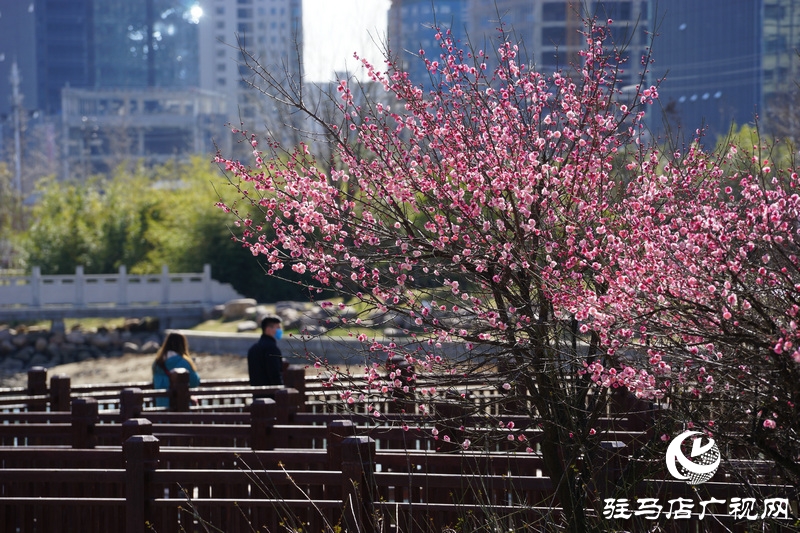 看她的滿城花開  攝影 文字：王向陽  歡迎轉(zhuǎn)載，請(qǐng)注明作者出處