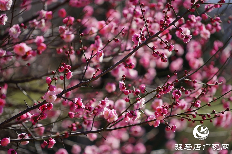 為了不辜負(fù)太多人的付出