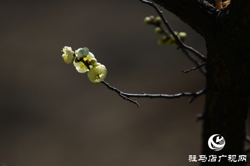 花的盛開，等待了一冬