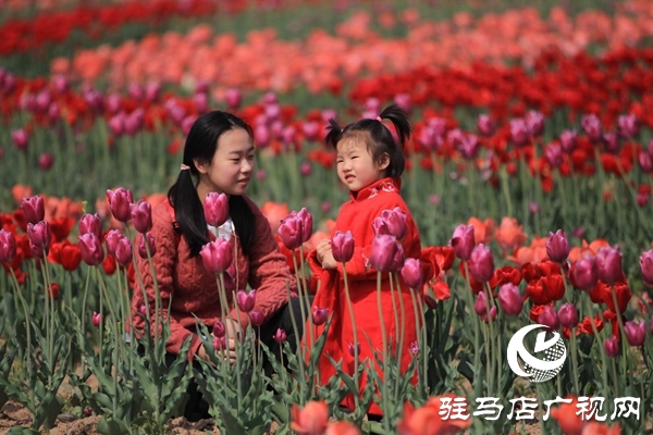 嵖岈山郁金香園3月24日開園迎客 醫(yī)護工作者可憑有效證件免費入園