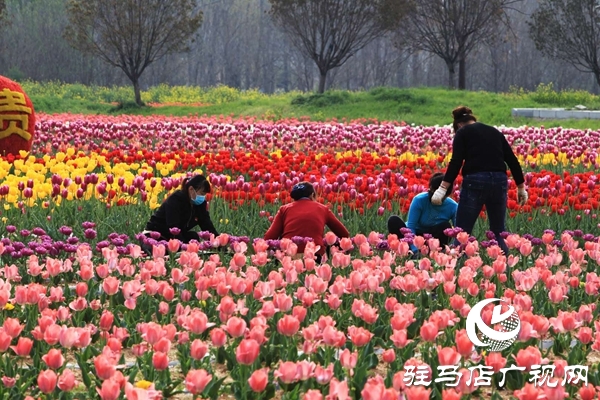 嵖岈山郁金香園3月24日開園迎客 醫(yī)護工作者可憑有效證件免費入園