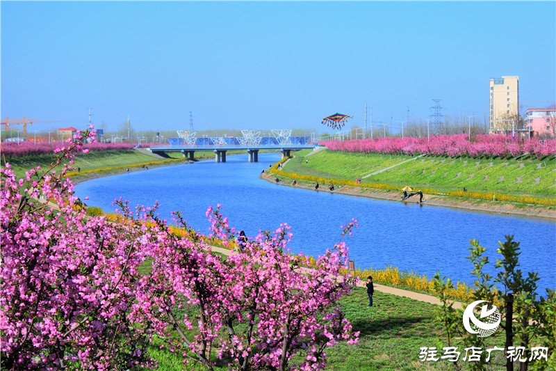 兩岸綠樹成萌，堤岸海棠飄香