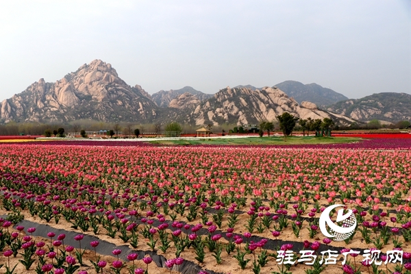 嵖岈山郁金香園3月24日開園迎客 醫(yī)護工作者可憑有效證件免費入園