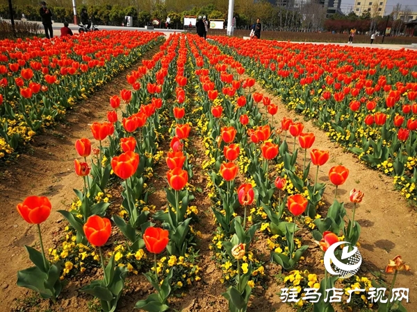 開源公園3萬余株郁金香競相綻放