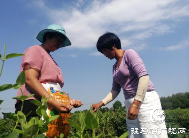 西平縣五溝營鎮(zhèn)：金銀花種植助推脫貧攻堅(jiān)