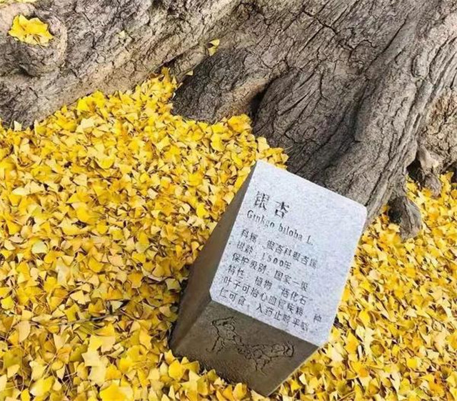 “古剎秋景惹人醉，金色滿園迎賓朋”——嵩山少林寺千年銀杏已到了一年之中最美時節(jié)！