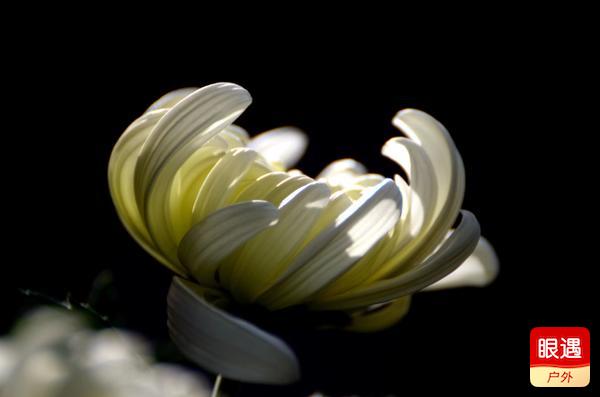 【眼遇最美秋菊】不是花中偏愛菊 此花開盡更無花