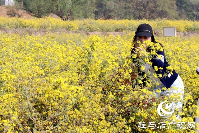 驛城區(qū)朱古洞鄉(xiāng)：野菊花開惹人醉