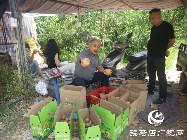 汝南縣古塔街道：小小獼猴桃 鋪就群眾致富路 