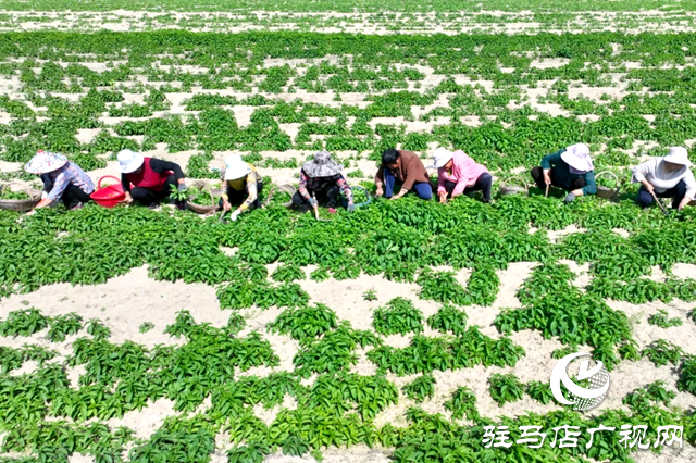 汝南縣：特色產(chǎn)業(yè)擘畫增收致富新圖景