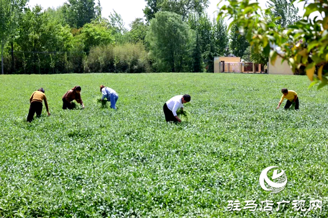 汝南縣：特色產(chǎn)業(yè)擘畫增收致富新圖景