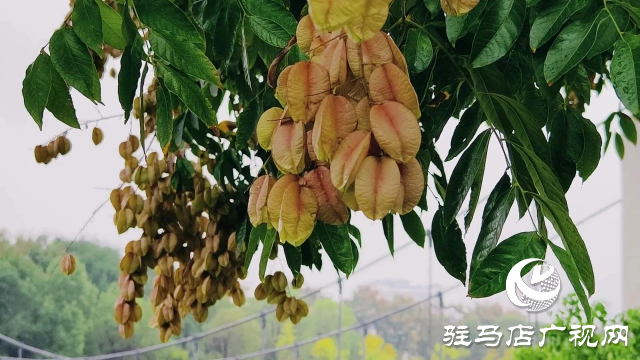 泌陽(yáng)縣雙龍公園：走進(jìn)雨中公園 感受濃郁秋意