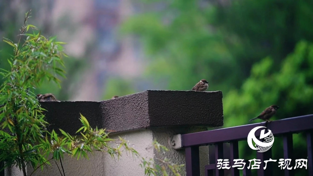 泌陽(yáng)縣雙龍公園：走進(jìn)雨中公園 感受濃郁秋意