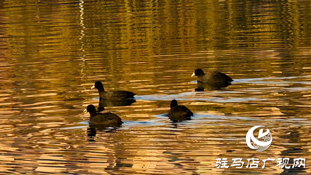 泌陽縣南河公園：冬日余暉繪就詩意長卷