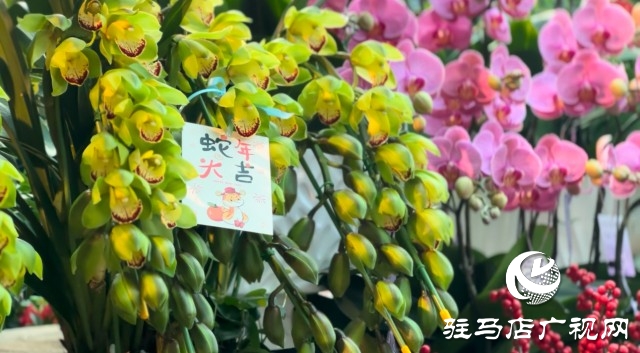 新春佳節(jié)即將到來(lái)，綠植花卉成為節(jié)日新寵