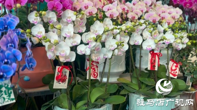 新春佳節(jié)即將到來(lái)，綠植花卉成為節(jié)日新寵