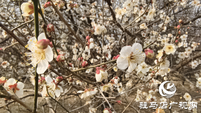 天中梅花基地：萬株梅綻 燃爆新春的網(wǎng)紅花海