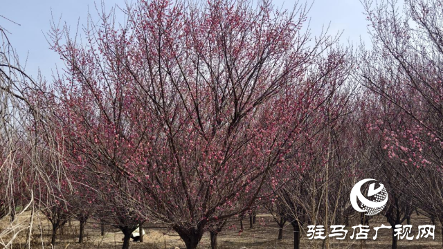 天中梅花基地：萬株梅綻 燃爆新春的網(wǎng)紅花海