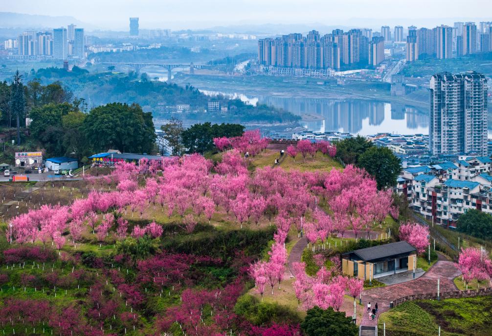 早春中國遇芳菲