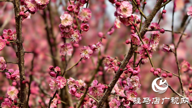 天中梅花基地：萬株梅綻 燃爆新春的網(wǎng)紅花海