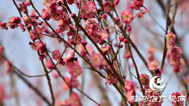 天中梅花基地：萬株梅綻 燃爆新春的網(wǎng)紅花海