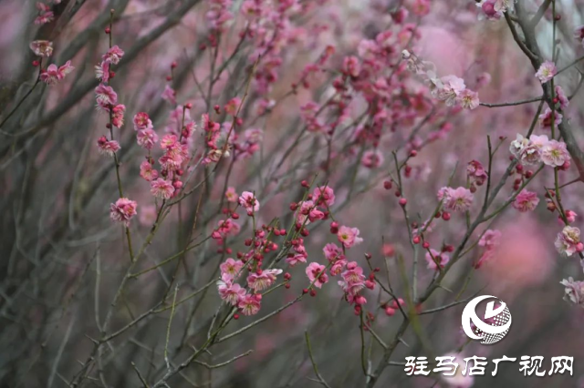 泌陽王店鎮(zhèn)高樓村：百畝梅花繪就生態(tài)文旅新畫卷