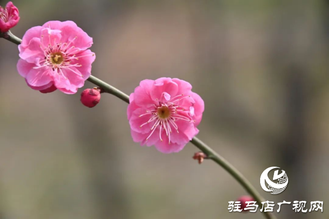 泌陽王店鎮(zhèn)高樓村：百畝梅花繪就生態(tài)文旅新畫卷