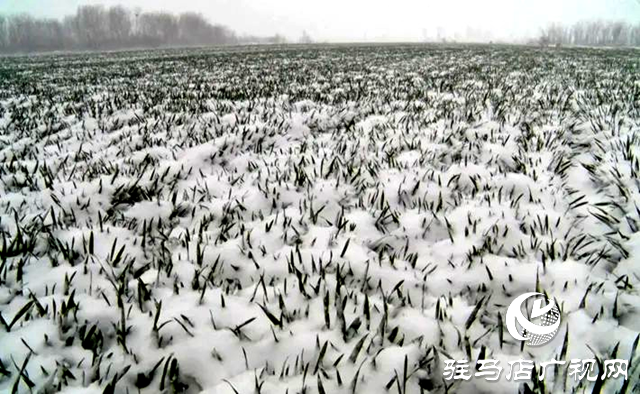 遂平：做好降溫降雪后麥田管理 助力夏糧豐收