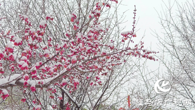 駐馬店雙龍公園：雪舞梅香 詩意盎然