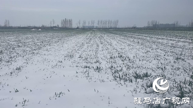 駐馬店：“及時雪”潤澤萬畝麥田 種糧大戶喜笑顏開