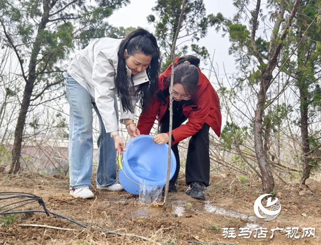 駐馬店廣播電視臺(tái)聯(lián)合企業(yè)開(kāi)展植樹(shù)活動(dòng)