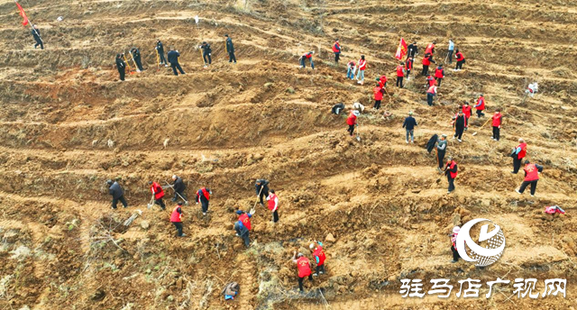 確山：春光明媚日 植樹正當(dāng)時