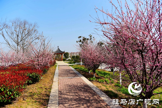 泌陽(yáng)縣：花綻全城 邂逅最美春光