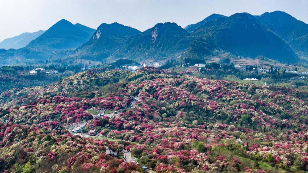 接下來這半個多月，這些地方會很美！