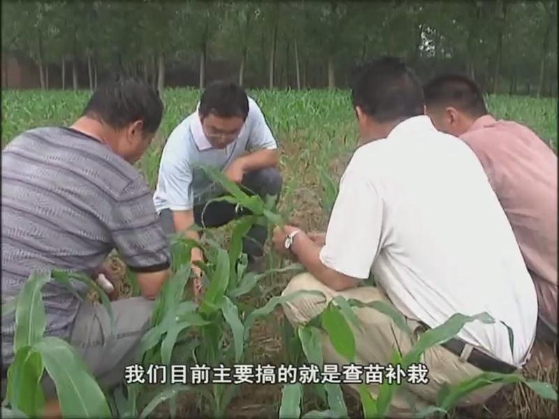 我市各地抓住雨后有利時(shí)機(jī) 及時(shí)開(kāi)展以除草防病補(bǔ)苗為主的秋田管理